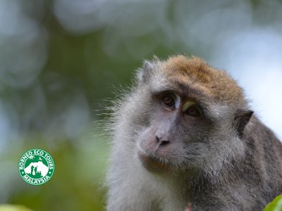 Long tailed macaque (10)